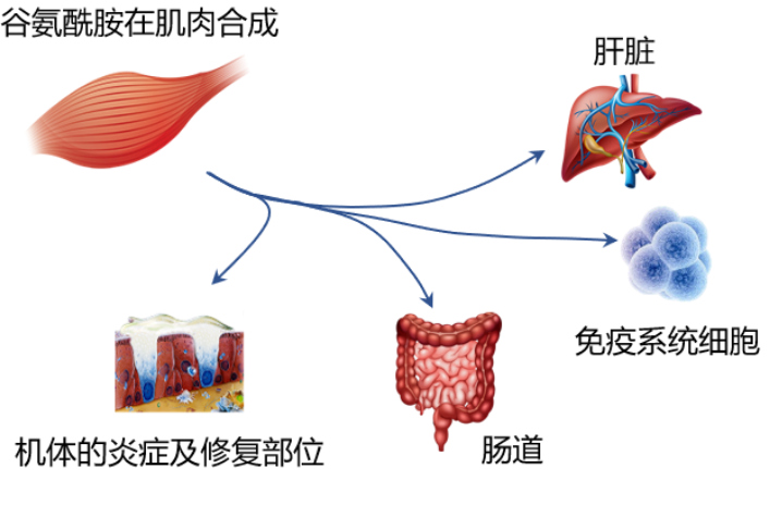 谷氨酰胺肽.png