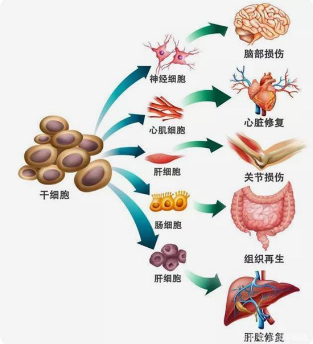 干细胞增殖分化.png