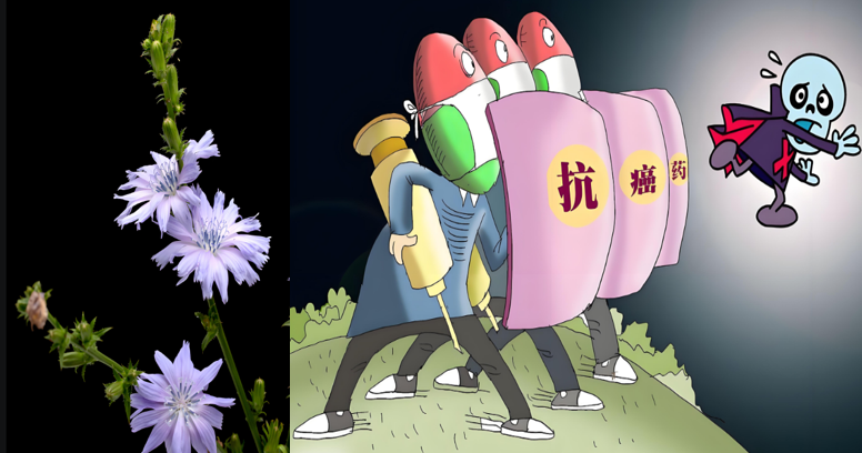 菊苣在抗肿瘤方面的作用.png
