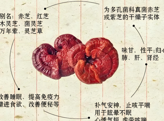 灵芝治疗胃炎.png