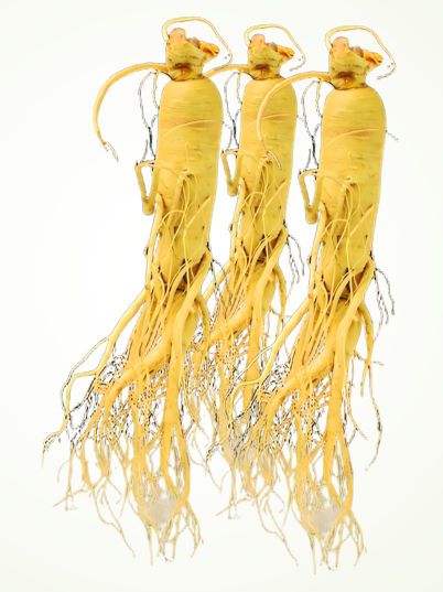 人参肽.png 人参肽.png