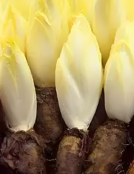 菊苣.png 菊苣.png