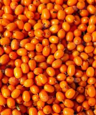 沙棘.png 沙棘.png