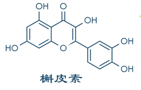 槲皮素与抗癌.png 槲皮素与抗癌.png
