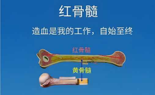 鹿参益髓片.png 鹿参益髓片.png