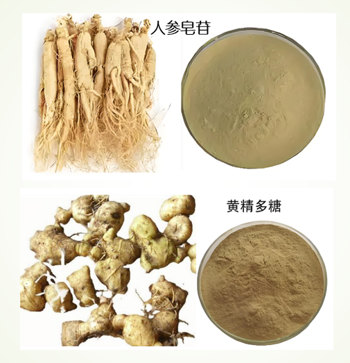 人参皂苷黄精多糖.png