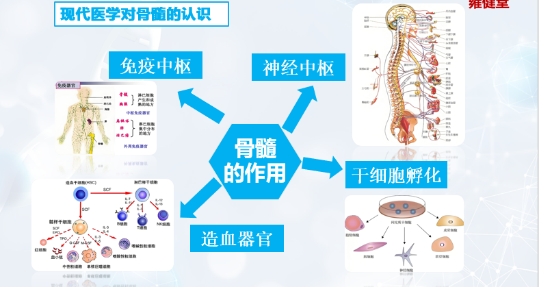 骨髓的作用.png
