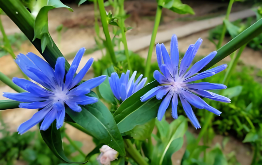 菊苣与代谢系统疾病.png 菊苣与代谢系统疾病.png