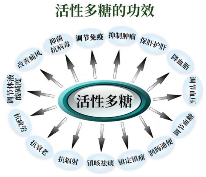 活性多糖功能.jpg 活性多糖功能.jpg