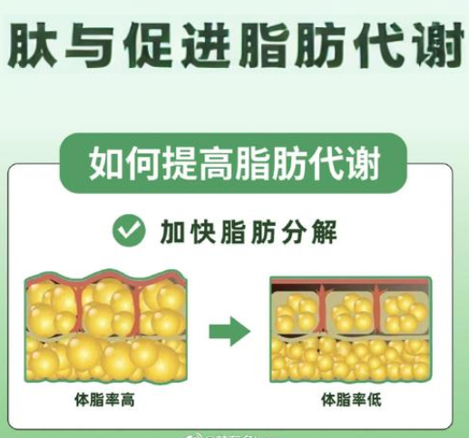 肽促进脂肪代谢分解.png
